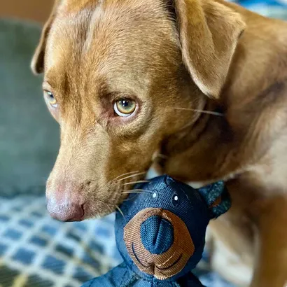 Jouet Indestructible pour Grands Mâchouilleurs | Unbreaka-Bear pour Chiens | Jouet Résistant pour Chiens Agités et Actifs