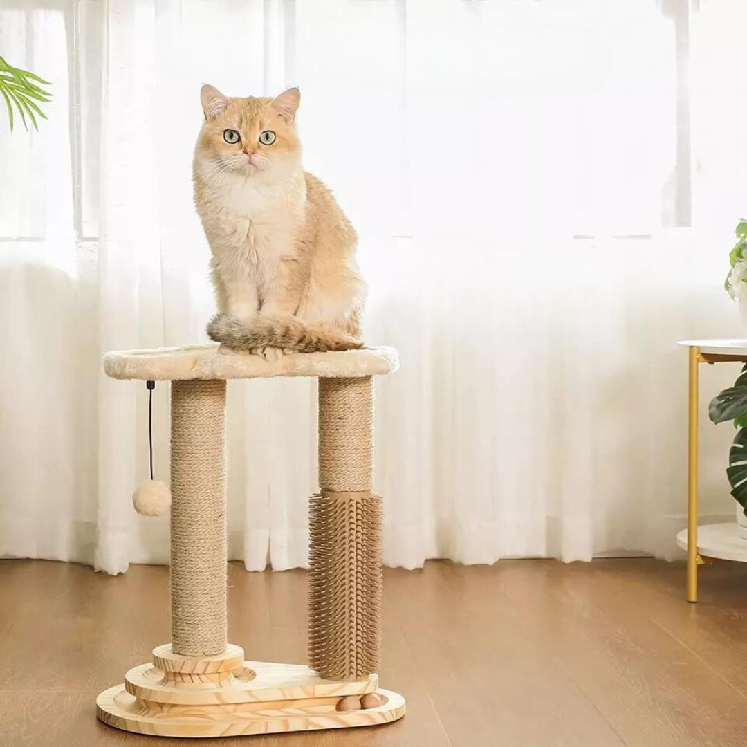 Salon de jeu et de grattage pour chats
