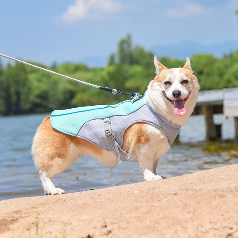 Harnais pour Chien Animaux Plus