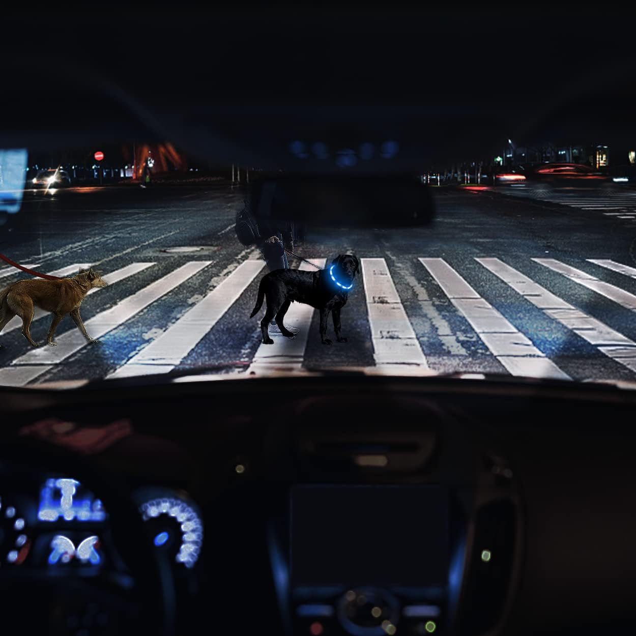 Collier Lumineux à LED pour Chiens
