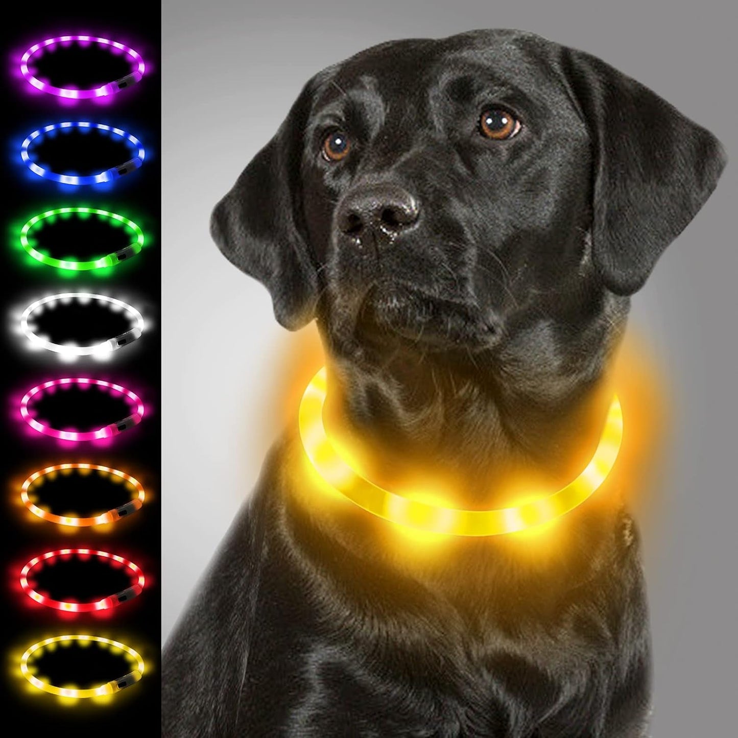 Collier Lumineux à LED pour Chiens