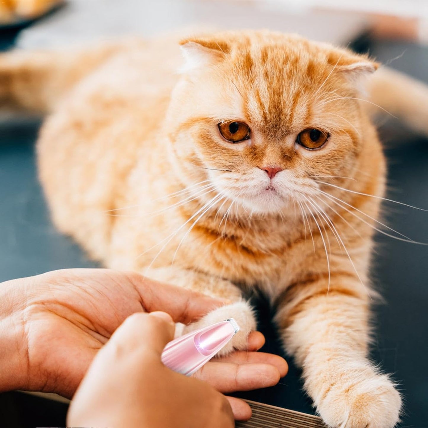 Tondeuse Pour Pattes D'animaux Domestiques