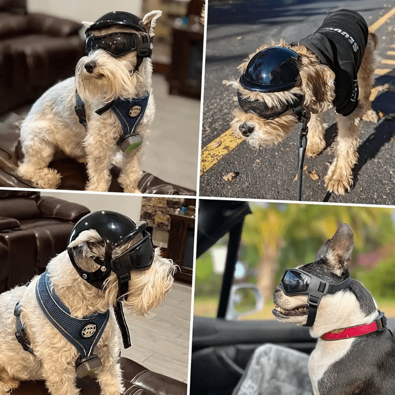 Casque de moto chien avec des lunettes Colorés Boutique Chien | Paradis Chien