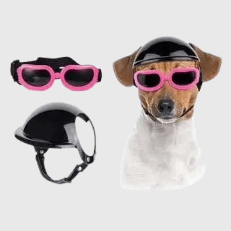 Casque de moto chien avec des lunettes Colorés Boutique Chien | Paradis Chien