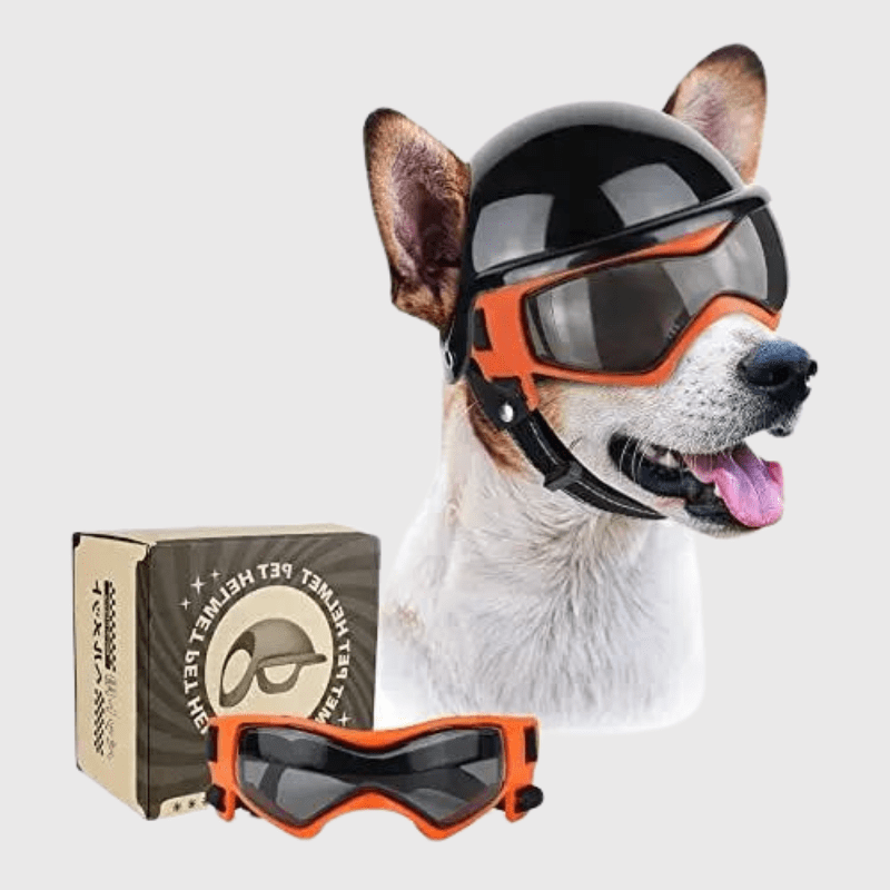 Casque de moto chien avec des lunettes Colorés Boutique Chien | Paradis Chien