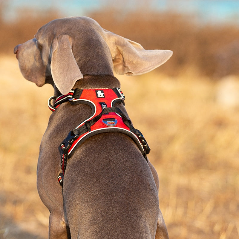 Harnais Truelove pour chien