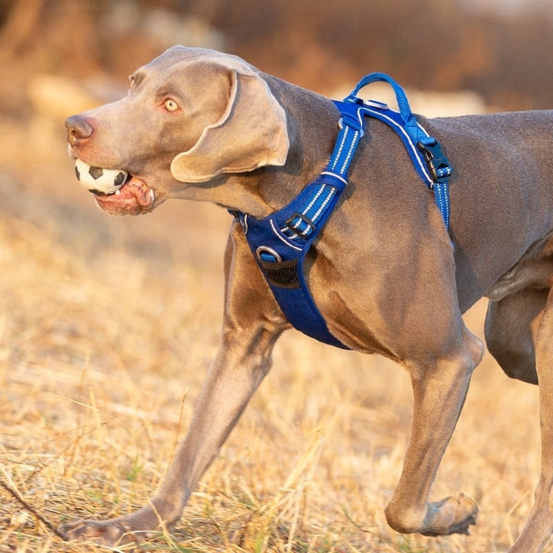 Harnais Truelove pour chien