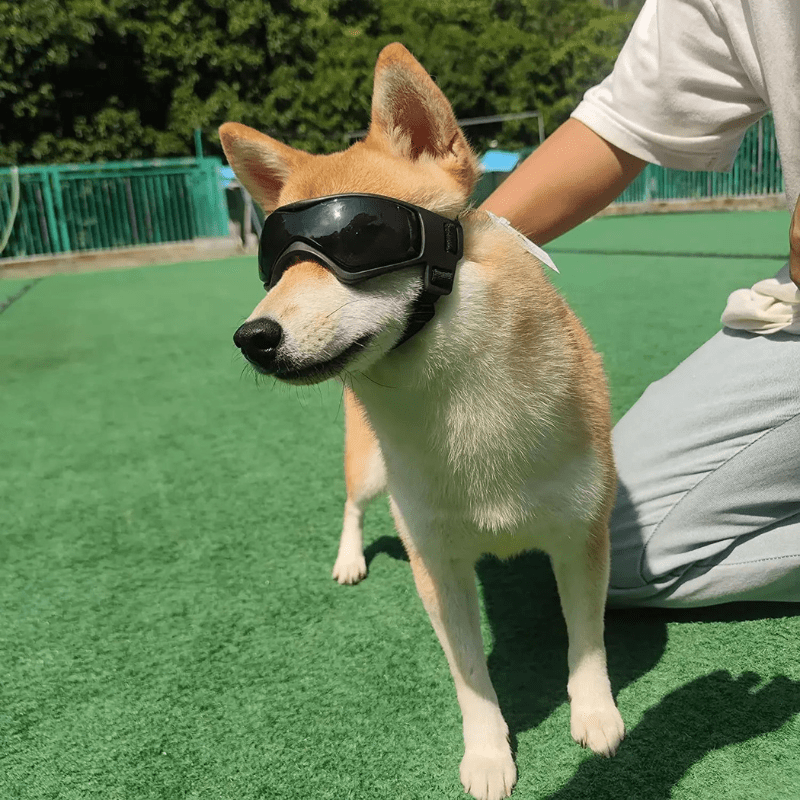 Lunette de protection pour petit chien