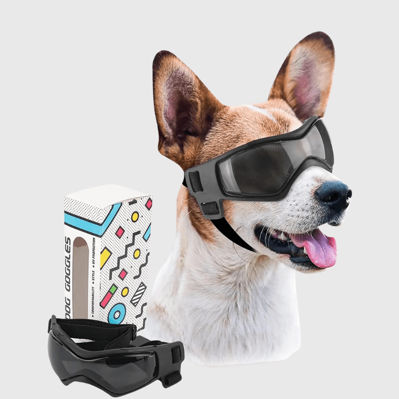 Lunette de protection pour petit chien