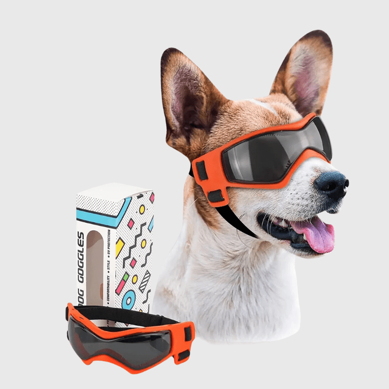 Lunette de protection pour petit chien