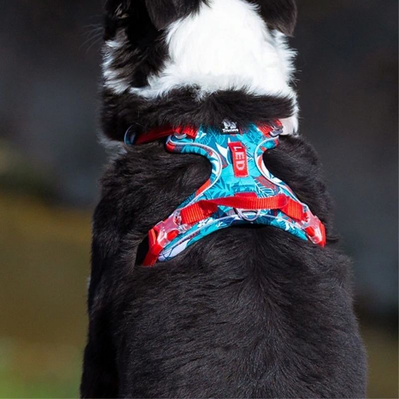 Harnais Truelove pour chien