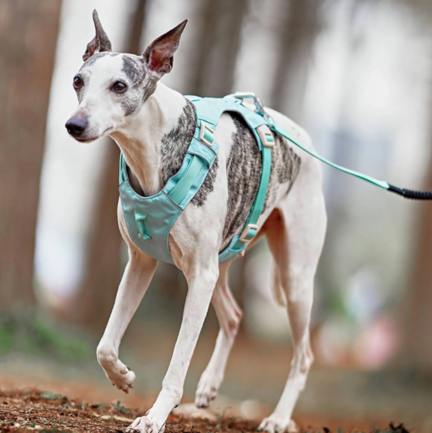 Harnais Anti-traction pour Chiens avec Laisse Réglable Animaux Plus