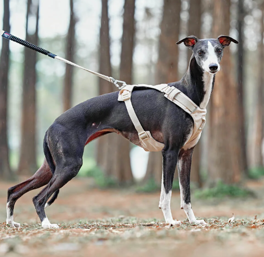 Harnais Anti-traction pour Chiens avec Laisse Réglable Animaux Plus