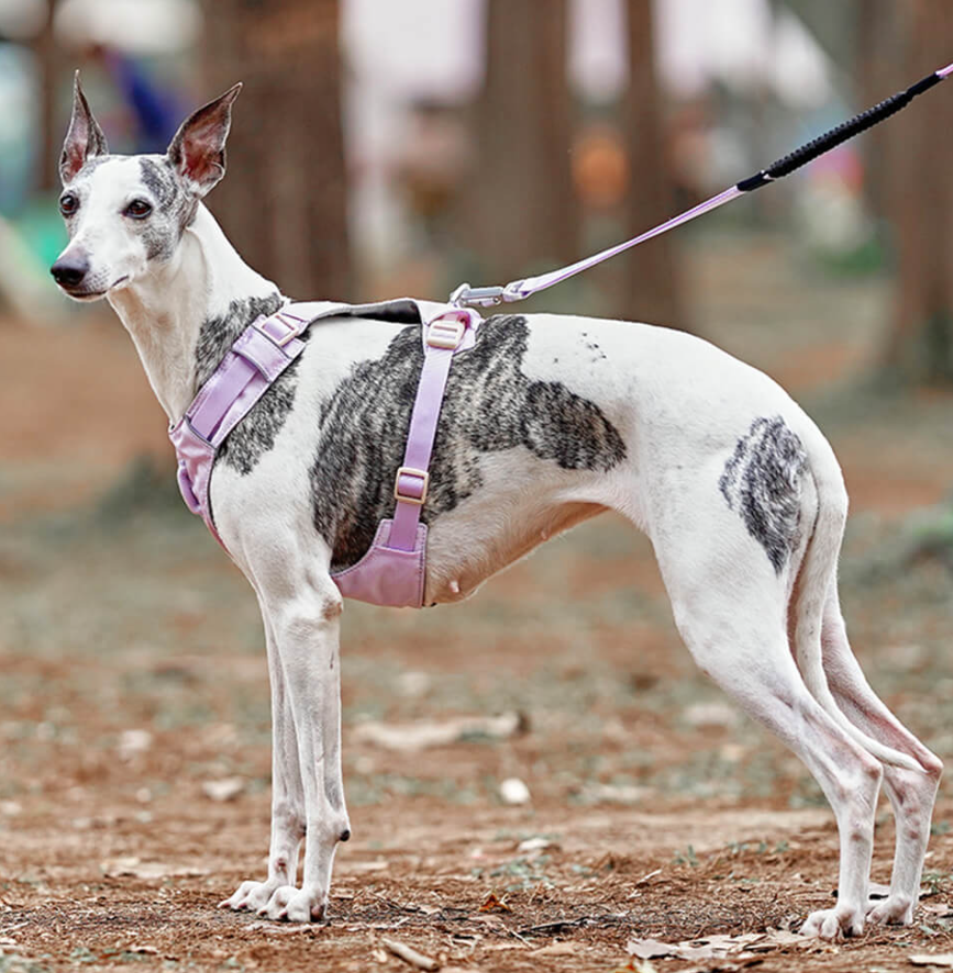 Harnais Anti-traction pour Chiens avec Laisse Réglable Animaux Plus