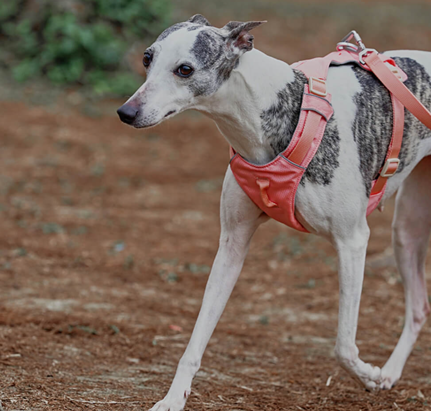 Harnais Anti-traction pour Chiens avec Laisse Réglable Animaux Plus