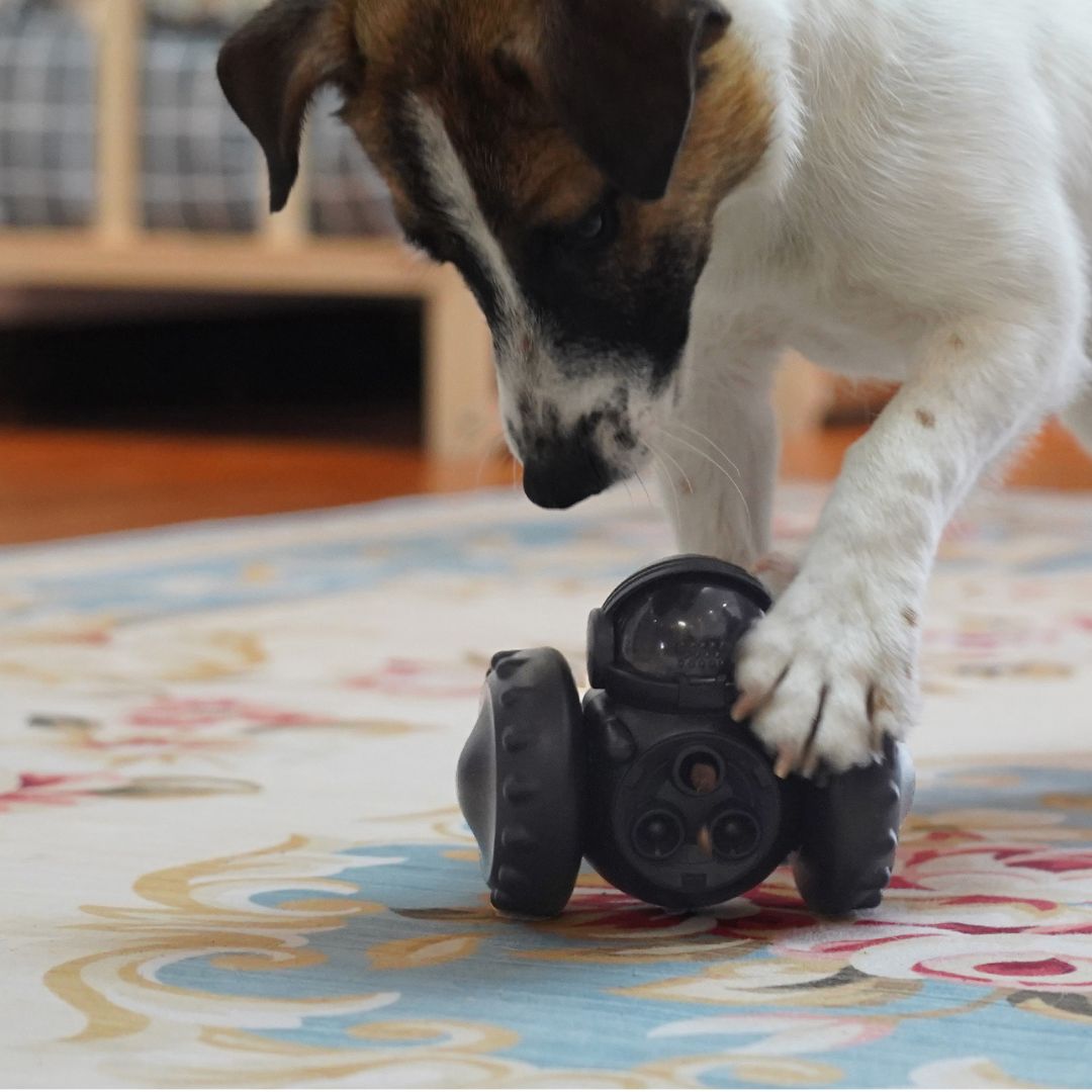 Distributeur croquette chien anti glouton | HappiPup™