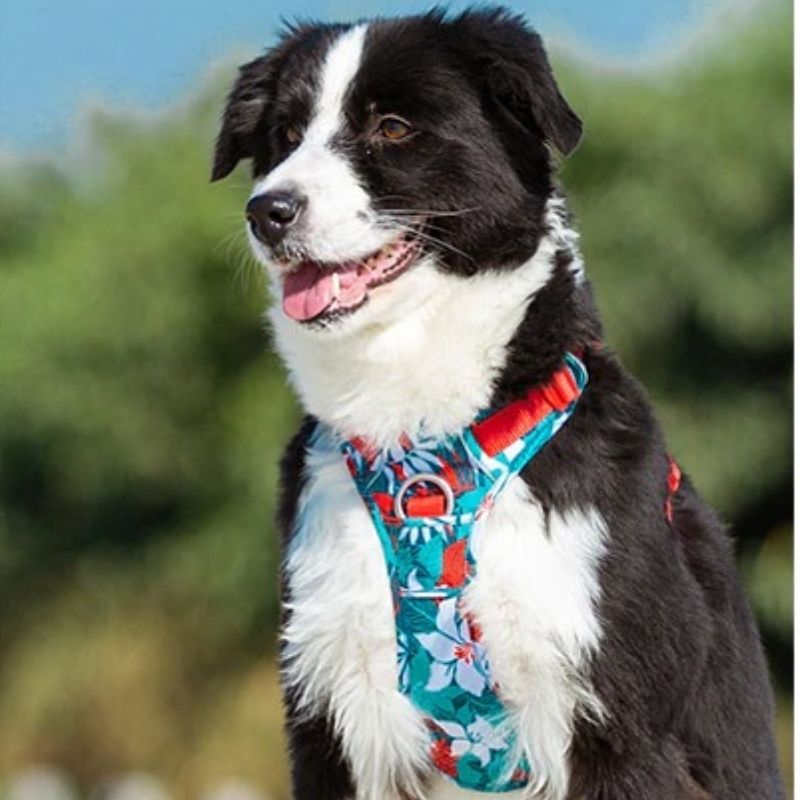 Harnais Truelove pour chien