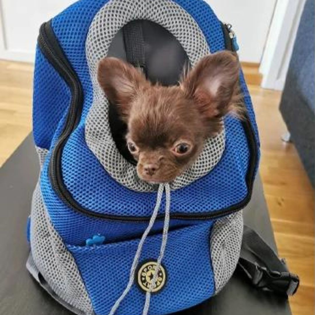 Sac a dos pour chien | CaniComfy™