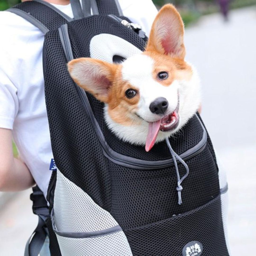 Sac a dos pour chien | CaniComfy™