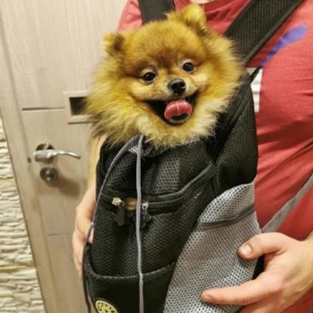 Sac a dos pour chien | CaniComfy™