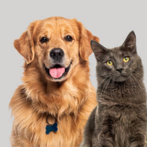 Comportement Animal : Pourquoi les Chiens et les Chats sont-ils aussi Différents ?