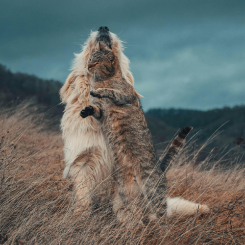 Comprendre le Comportement des Chiens et des Chats