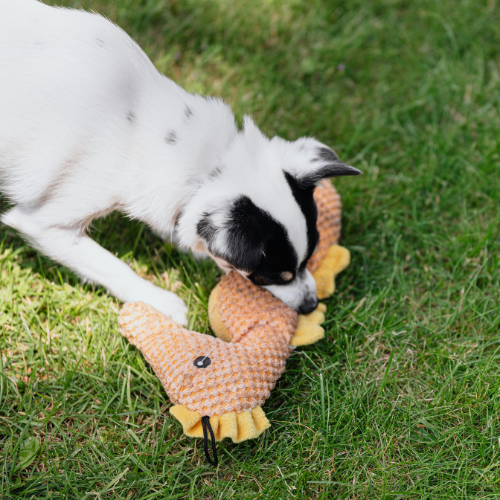 Accessoires Chiens et Chats - 5 Accessoires Indispensables