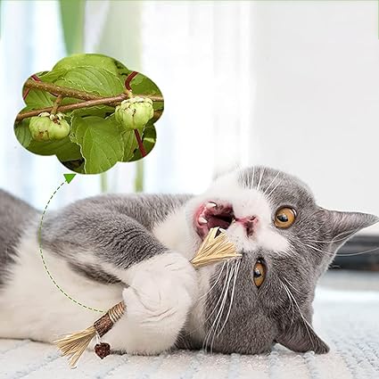 Bâtonnets De Nettoyage Des Dents pour Chat Animaux Plus