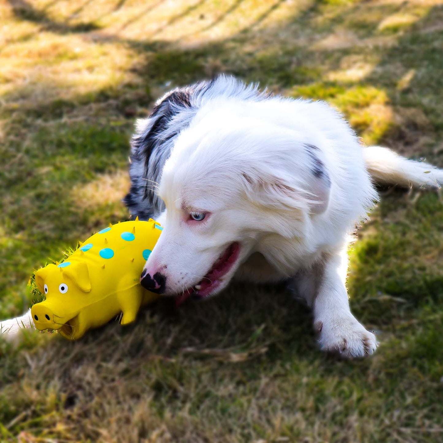 Cochon Qui Couine - Jouets Pour Chiens