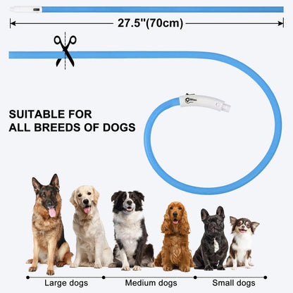 Collier Lumineux à LED pour Chiens