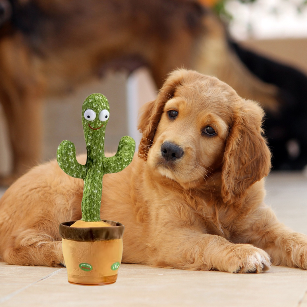 Cactus Parlant Pour Chiens