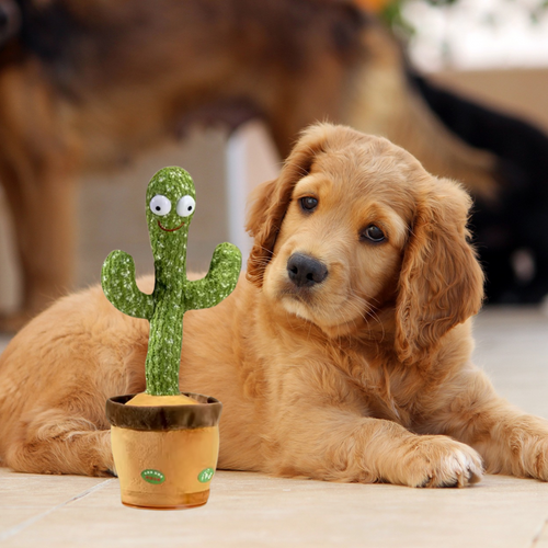 Cactus Parlant Pour Chiens
