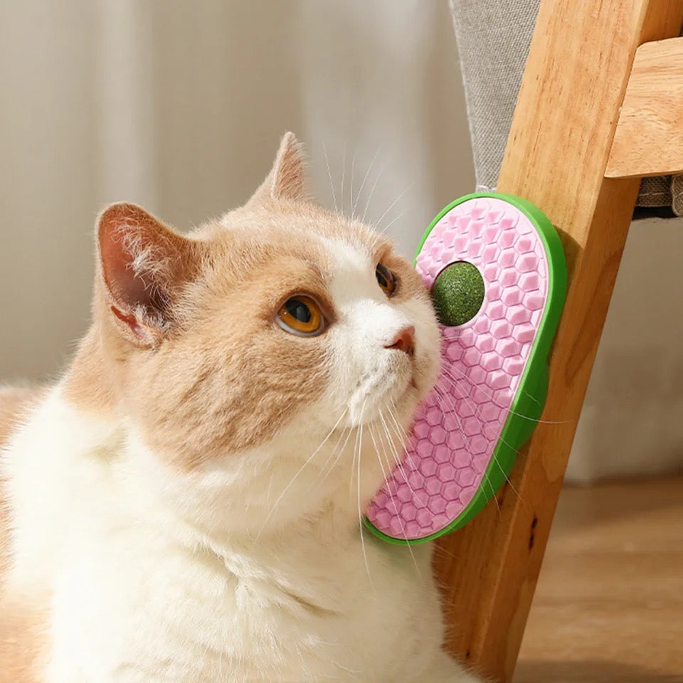 Herbe À Chat Avec Brosse