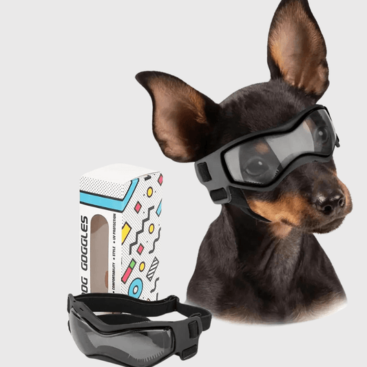 Lunette de protection pour petit chien