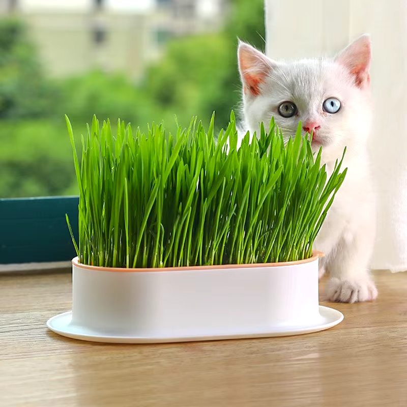 Pot D'herbe À Chat Facile D'utilisation Animaux Plus