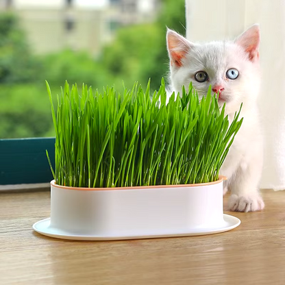 Pot D'herbe À Chat Facile D'utilisation Animaux Plus