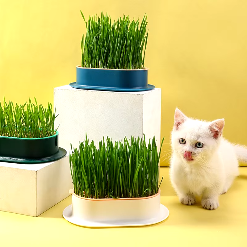 Pot D'herbe À Chat Facile D'utilisation Animaux Plus