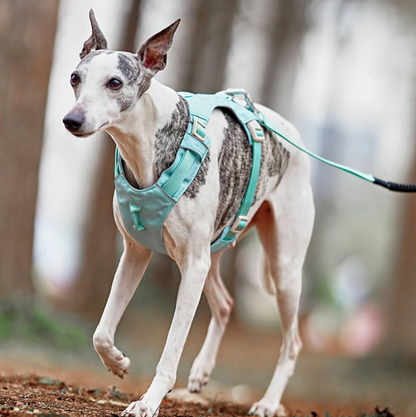Harnais Anti-traction pour Chiens avec Laisse Réglable Animaux Plus