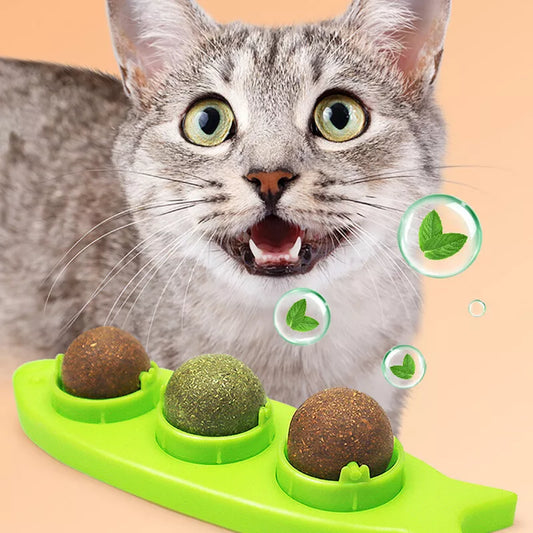 Herbe À Chat À Lécher